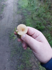 Clitocybe fragrans