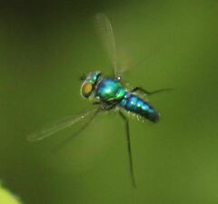 Condylostylus armipes