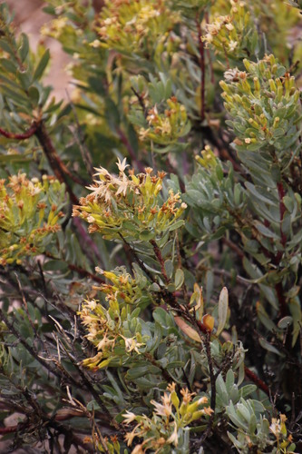Image of Lopholaena cneorifolia by (c) Tony Rebelo, some rights reserved (CC BY-SA)