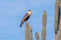 Caracara plancus cheriway