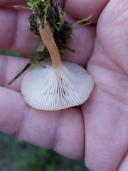 Clitocybe fragrans