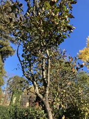 Crataegus × lavallei