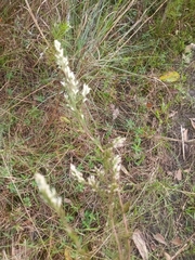 Eupatorium capillifolium