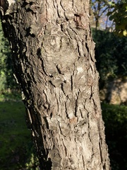 Crataegus × lavallei