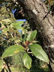 Crataegus × lavallei