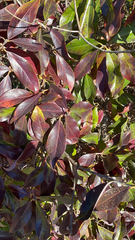 Ericaceae