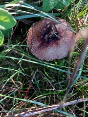 Agaricus sylvaticus