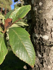 Crataegus × lavallei