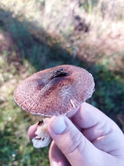 Agaricus sylvaticus