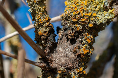 Xanthoriicola physciae