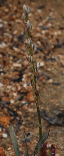 Image of Chlorophytum crassinerve by (c) Tony Rebelo, some rights reserved (CC BY-SA)