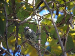 Picumnus albosquamatus