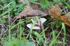 Lepiota cristata