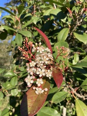 Photinia × fraseri