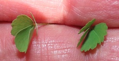 Marsilea fenestrata