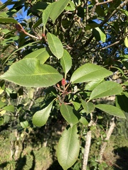 Photinia × fraseri