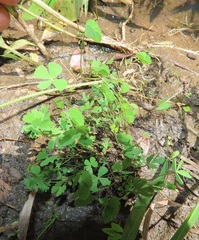 Marsilea fenestrata