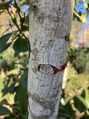 Photinia × fraseri