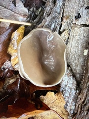 Schizophyllum amplum