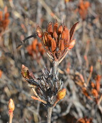 Rhododendron