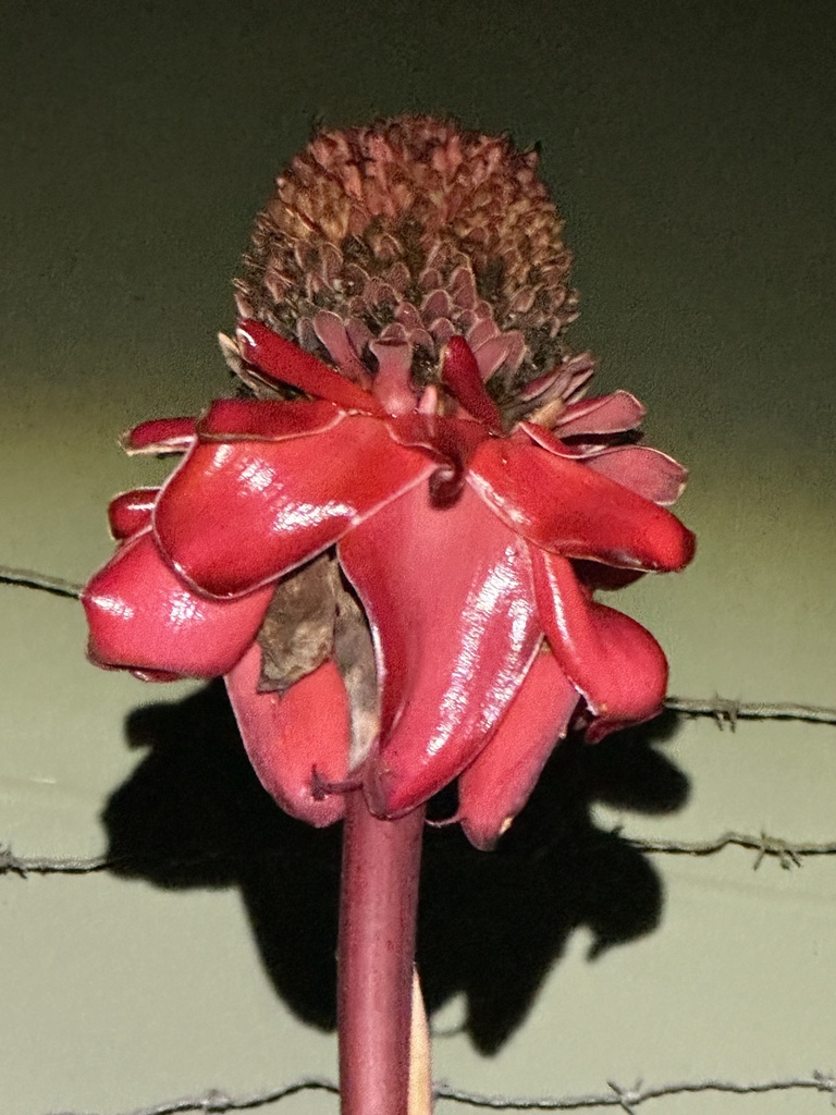 Torch ginger from Kennedy Highway, Kuranda, QLD, AU on December 1, 2022