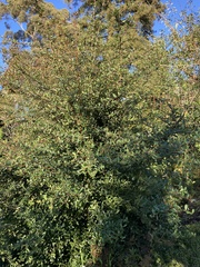 Pyracantha crenulata