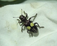 Enoclerus bimaculatus