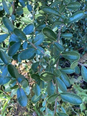 Pyracantha crenulata