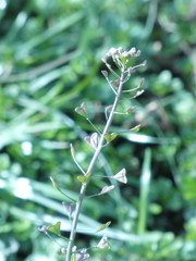 Capsella