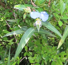 Commelina eckloniana