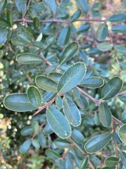 Pyracantha crenulata