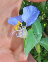 Commelina eckloniana