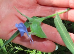Commelina eckloniana