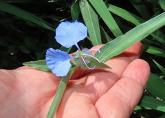 Commelina eckloniana