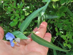 Commelina eckloniana
