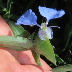 Commelina eckloniana