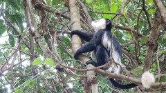 Colobus guereza occidentalis