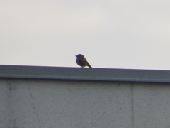 Phoenicurus ochruros