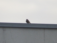 Phoenicurus ochruros