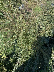 Spiraea