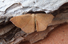 Cyclophora puppillaria