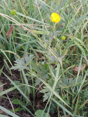 Ranunculus acris