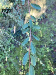 Spiraea
