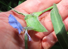 Commelina eckloniana