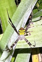 Argiope aetherea