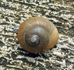 Zachrysia provisoria