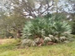 Arecaceae