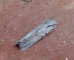 Lithophane leautieri