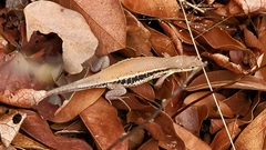 Ichnotropis capensis