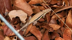 Ichnotropis capensis
